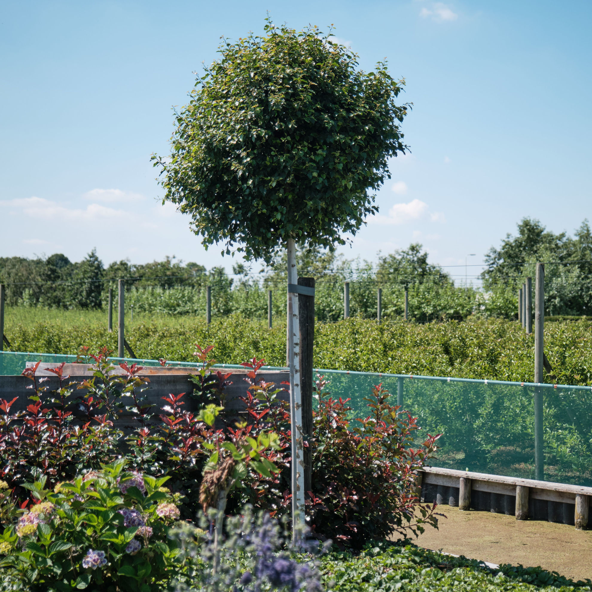 https://www.breederplants.nl/images/thumbs/0002447_Betula pend. Magical Globe (hoog) - L (overzicht).jpeg